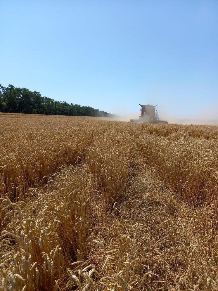 На Ставрополье намолочено 4,3 млн тонн зерна