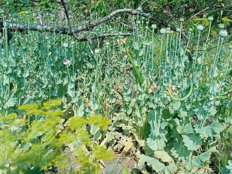 В Бердянске обнаружено 745 кустов наркосодержащего мака рода Papaver