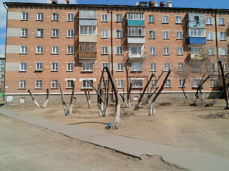 Депутат горсовета Улан-Удэ напомнил о пользе обрезки деревьев
