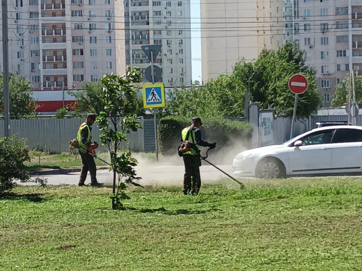 В Ростове выкосили более 2,8 тысяч гектаров сорной травы