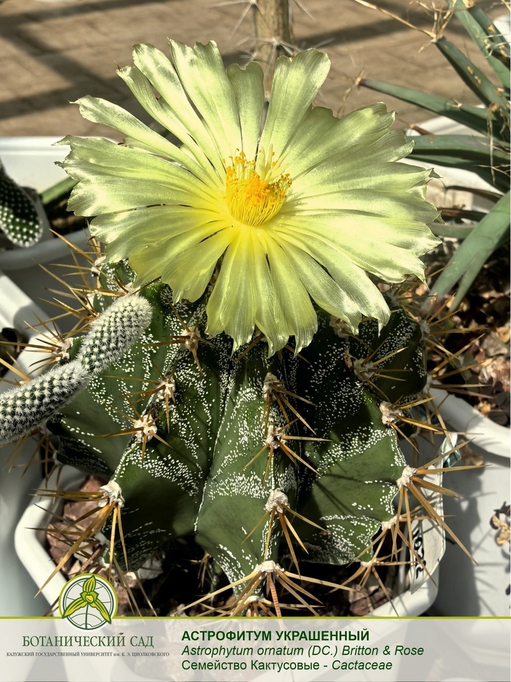 Мексиканский кактус зацвел в Ботаническом саду КГУ