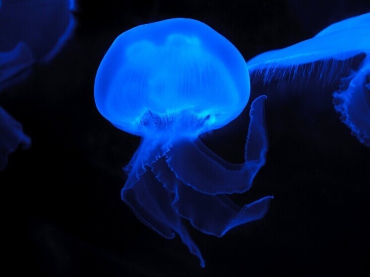 Во Владивостоке выросло число пострадавших от медуз — десятки обращений в сутки