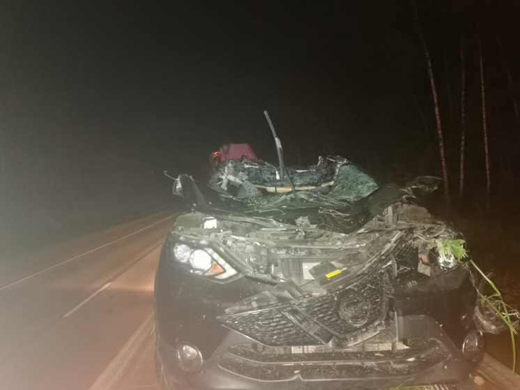 В Починковском районе лось стал причиной ДТП