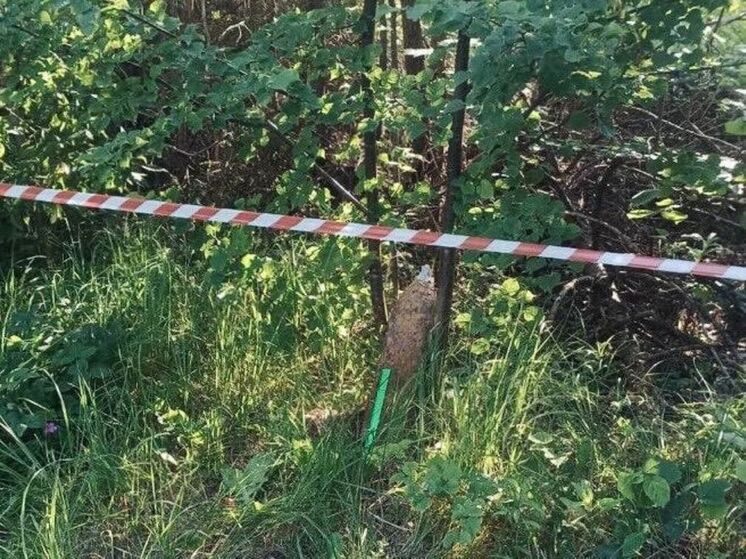 Снаряд времен ВОВ обнаружили в лесу под Рузой