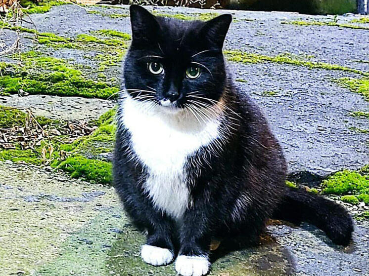 Кошки, заживо закопанные при ремонте теплотрассы, были спасены энергетиками в Москве