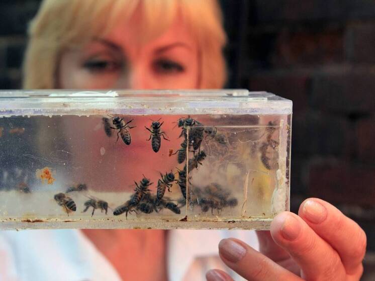 The Telegraph: Cientistas chineses criam abelhas ciborgues
