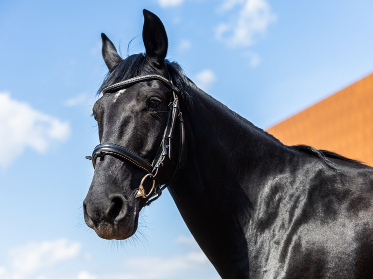 В Ставрополе завершилось строительство нового манежа