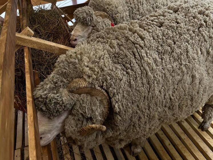Ставрополье вошло в тройку ведущих регионов по производству шерсти