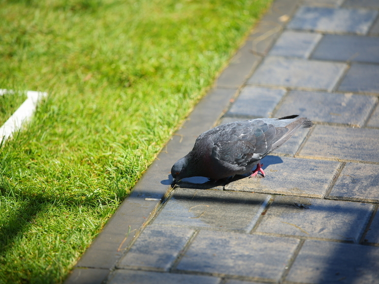 Волгоградцев предупредили о жаре до +41 градуса 12 июля