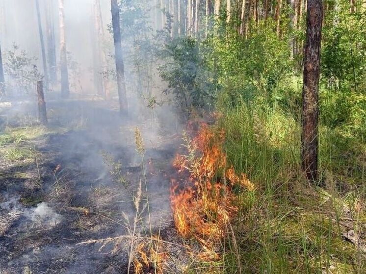 Два лесных пожара ликвидировали в Подмосковье за минувшие сутки