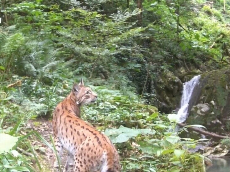 В фотоловушку Нацпарка Сочи попалась редчайшая кавказская рысь