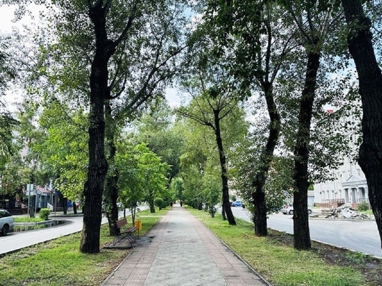 В Абакане ученые оценили количество свинца в листьях деревьев