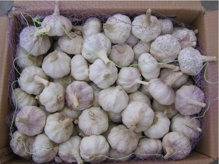 Первая партия чеснока нового урожая поступила в Екатеринбург