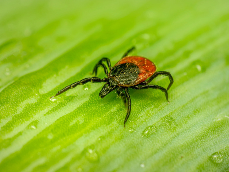 "В этом году меньше кусают" - Роспотребнадзор опубликовал статистику активности клещей в Псковской области