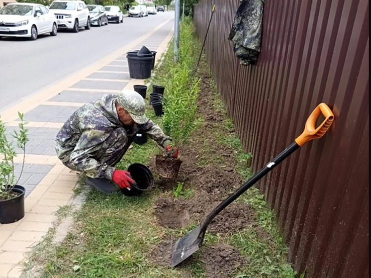 В Зеленоградске появилась живая изгородь в 75 метров длиной