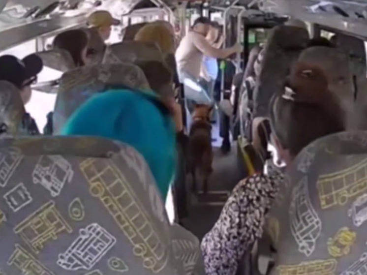 В Подмосковье разыскивают мужчину, который натравил свою овчарку на водителя автобуса