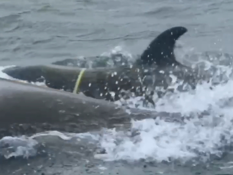 Сочинский центр «Дельфа» присоединился к спасению детёныша косатки на Камчатке