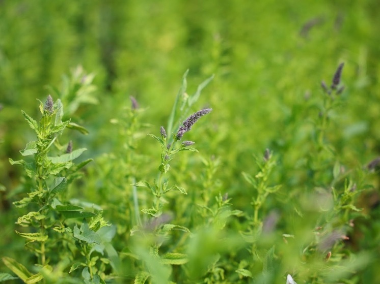 Народные приметы: что нельзя делать 13 июля, в день 12 апостолов