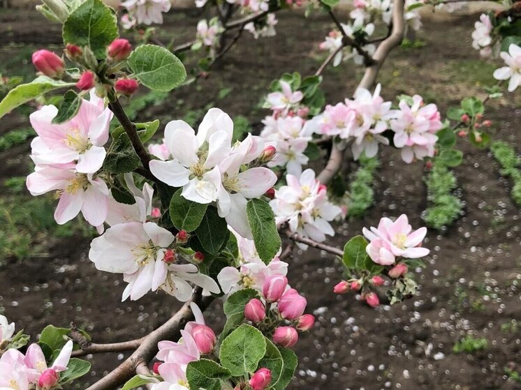 В Кабардино-Балкарии запустили проект «Семейная мастерская»