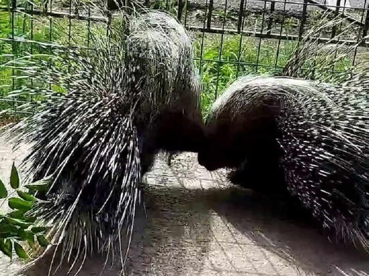 Абаканский зоопарк показал пару дикобразов–невидимок