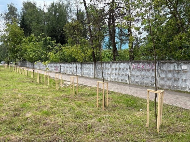 В Балабанове подвязку саженцев проконтролировала администрация