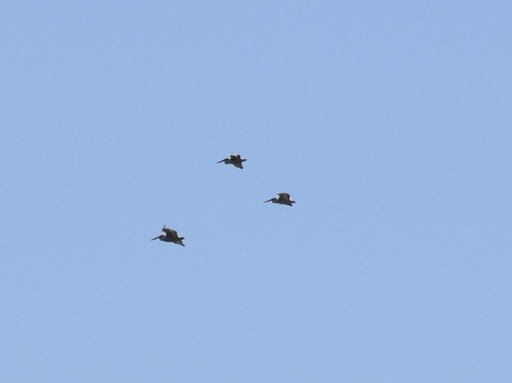 В природный парк в Волгоградской области прилетели кудрявые пеликаны