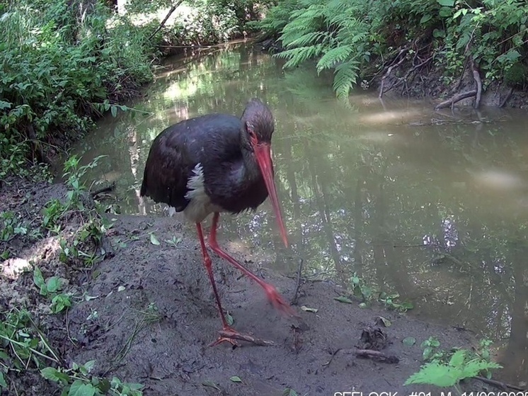 Чёрный аист чихнул на камеру в «Калужских засеках»