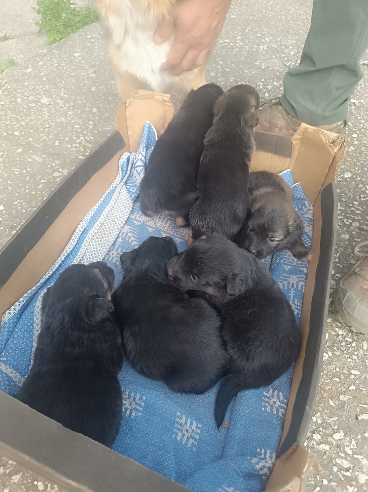 SVO bölgesinden dört ayaklı aile Oryol bölgesinde yuva arıyor