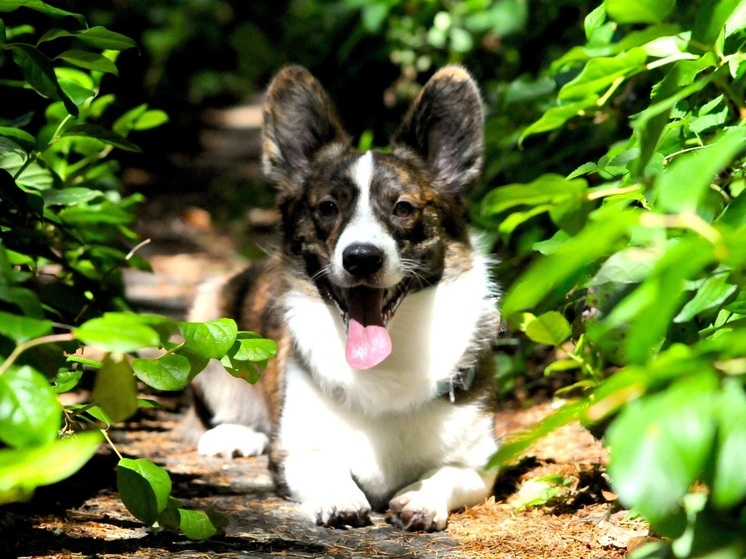 Амурчане по-своему будут помогать бездомным животным
