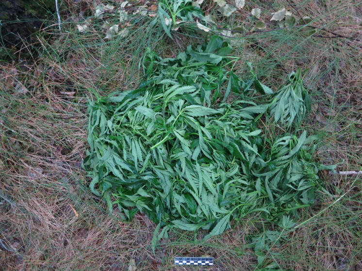 Полицейский в отпуске помог задержать наркодельца в Кожевниковском районе