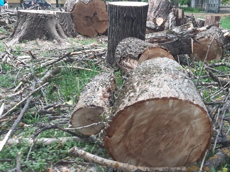 Откосы дамбы в Абакане очистят от кустарников за 1,6 млн рублей