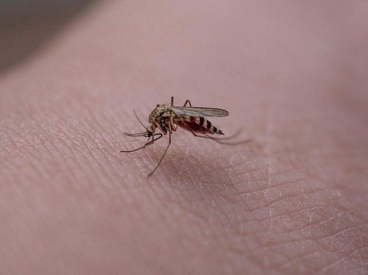 Томский бренд посвятил новую коллекцию Васюганским болотам