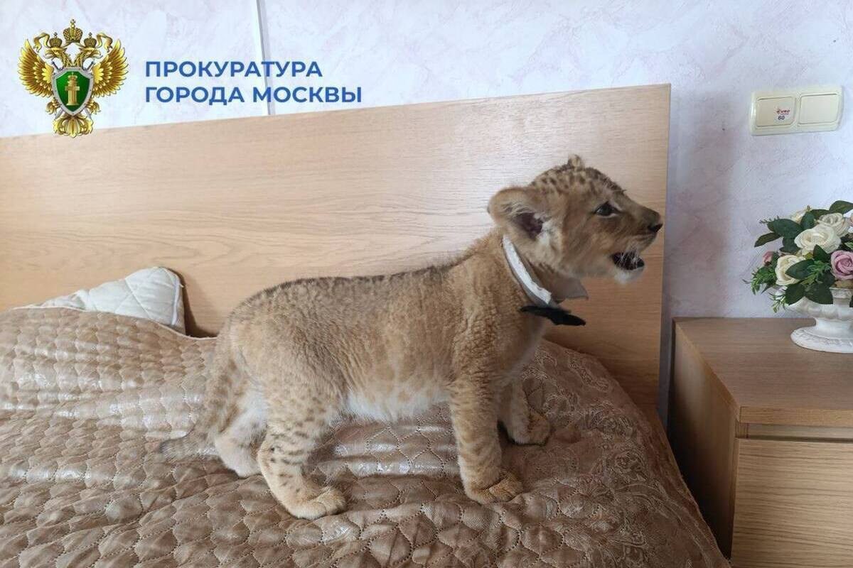 Прокуратура: в Москве изъяли львов, используемых как реквизит для фотосессий