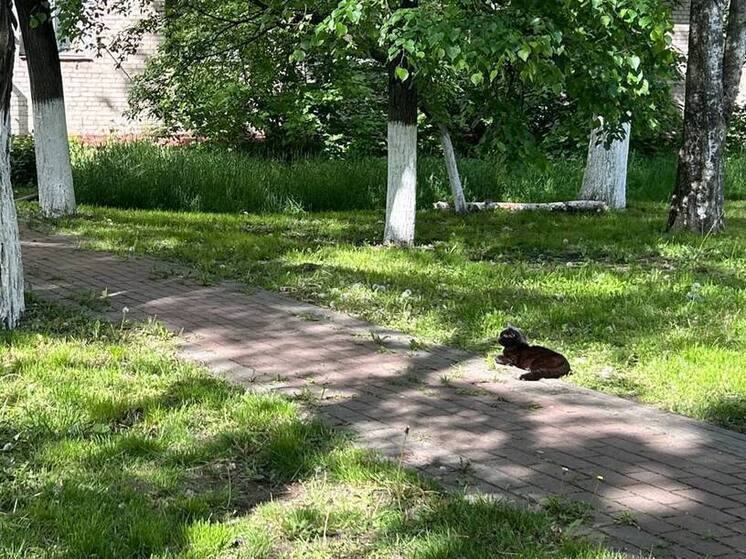 В Минздраве РФ рассказали воронежцам, как пережить аномальную жару