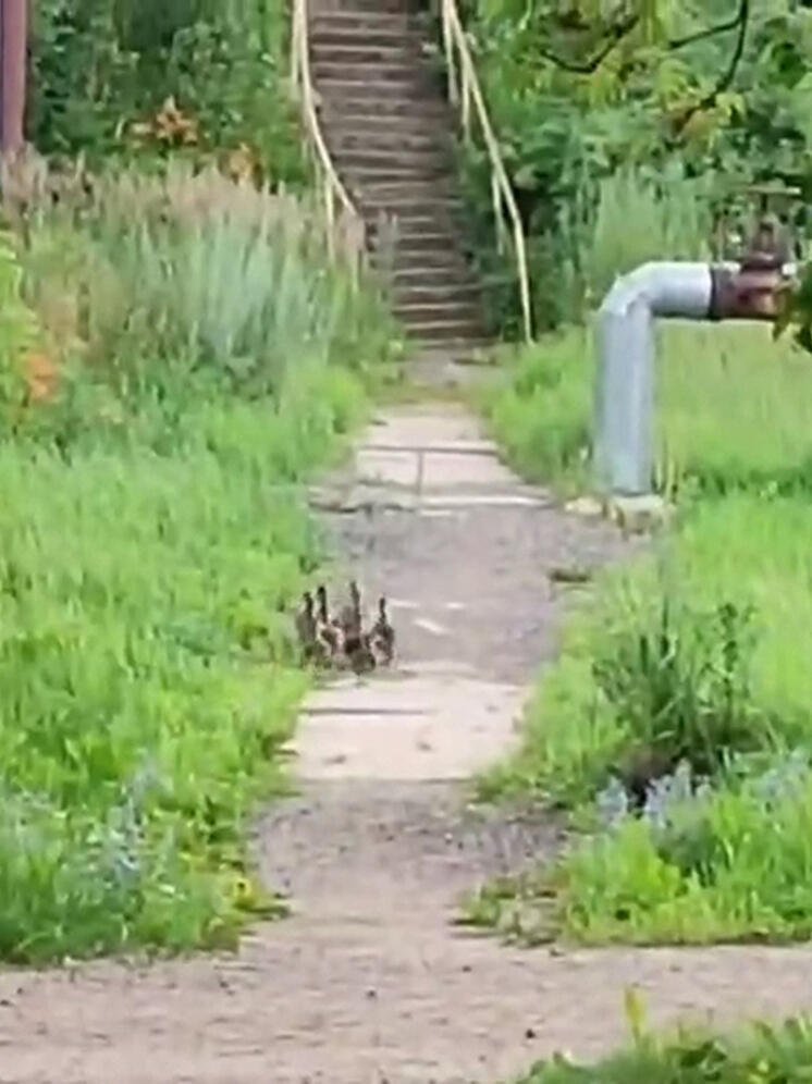 На очистных в Обнинске заметили уток