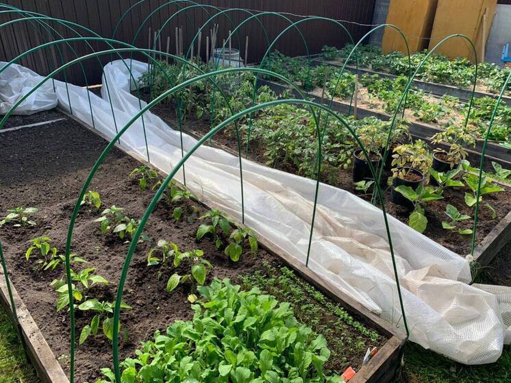 Дмитрий Карпенко: работы в огороде без подготовки могут вызвать проблемы со здоровьем