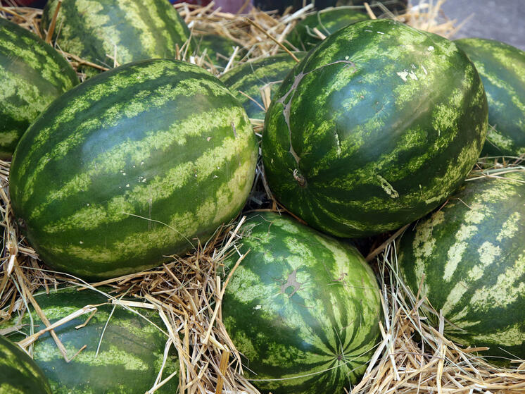  Эксперты рассказали, как отличить отечественный арбуз от импортного