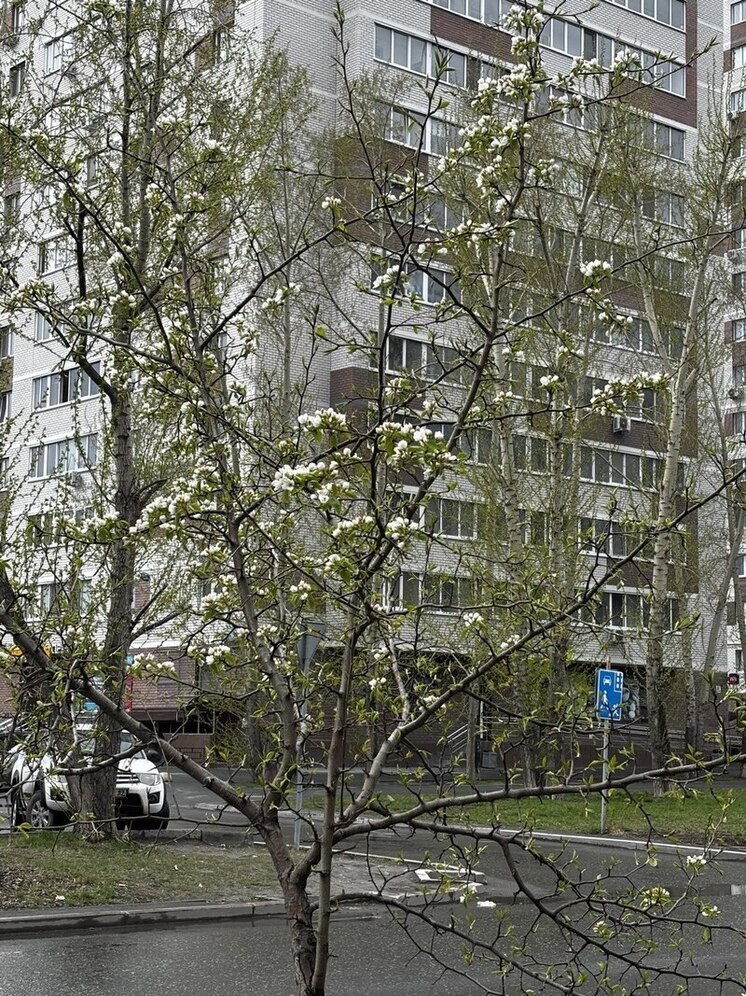 Агроном из Новосибирска рассказал, как эффективно защитить яблони от тли