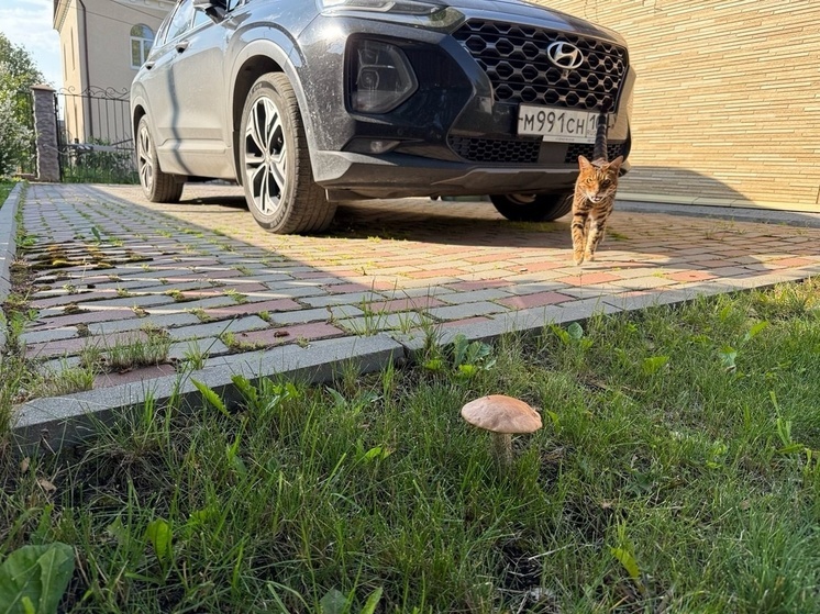 Жители частного сектора в Петрозаводске собирают грибы прямо у себя на газоне