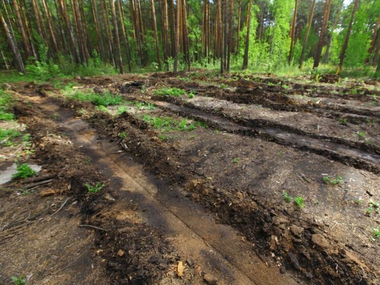 В Челябинской области серьезно сократилась незаконная вырубка лесов
