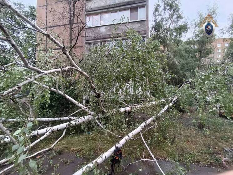 В результате сильного порыва ветра дерево упало на него
