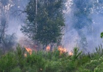 Близ села Чапаево Олекминского района Якутии тушат лесной пожар