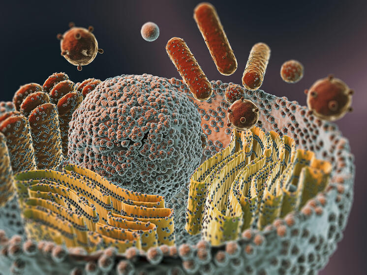 Как хламидии проникают в клетки: механизм заражения раскрыт учёными
