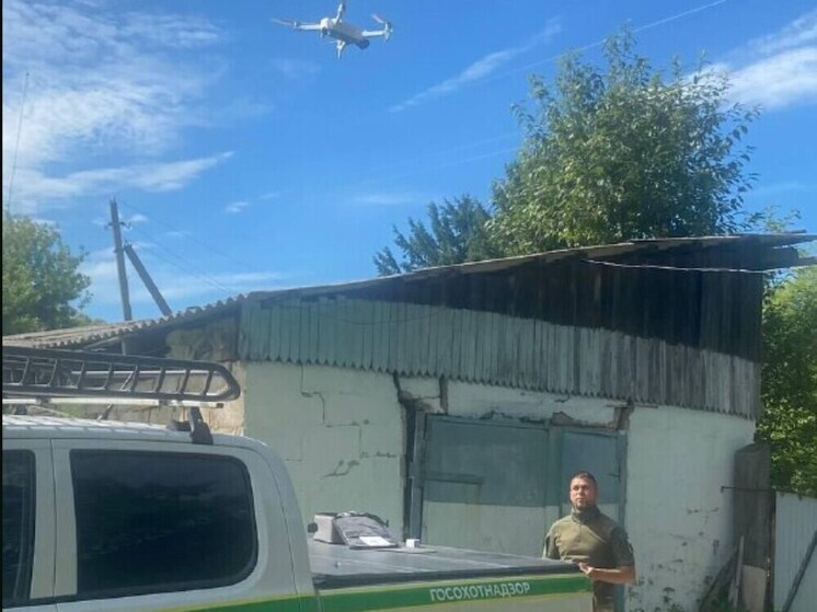 Тигров в Хабаровском крае будут отслеживать с помощью дронов