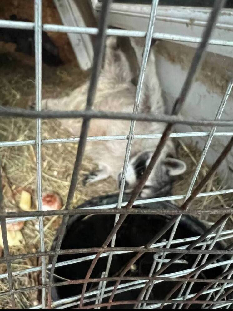 На базе отдыха в ЛНР животных содержат с нарушениями