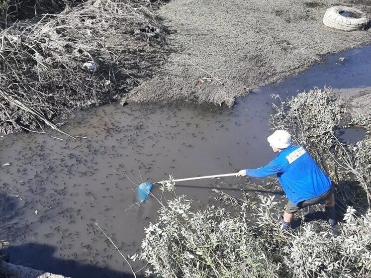 В Гавриловом Посаде спасают рыбу