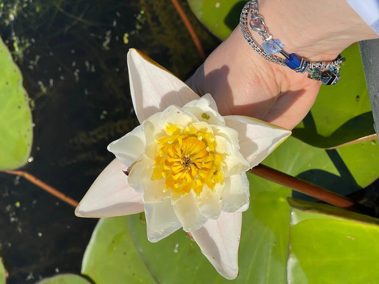 Введен запрет на приближение к кувшинкам на Слюдянских озерах