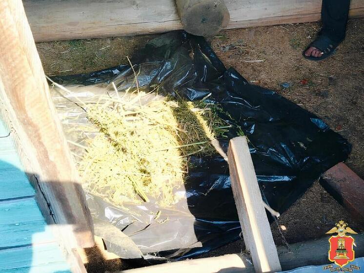 В деревенском доме в Тверской области нашли очень много конопли