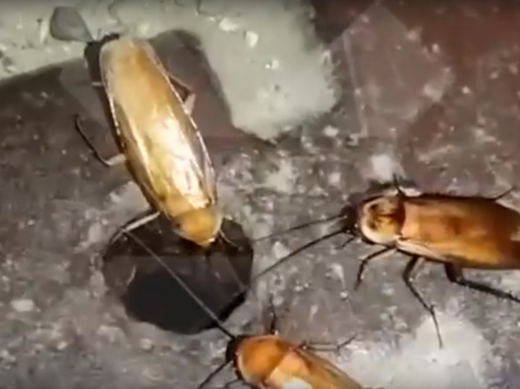В Сочи фиксируют нашествие гигантских американских тараканов
