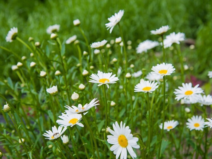Волгоградских дачников могут оштрафовать за борщевик, мак и одуванчики